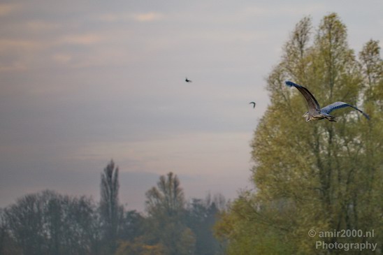 Blauwe_reiger_nature_Landscape_Photography_087_Canon_EOS_5D_Mark_IV.JPG