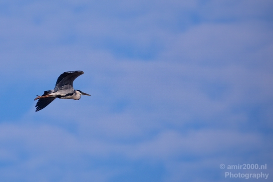Blauwe_reiger_nature_Landscape_Photography_088_Canon_EOS_5D_Mark_IV.JPG