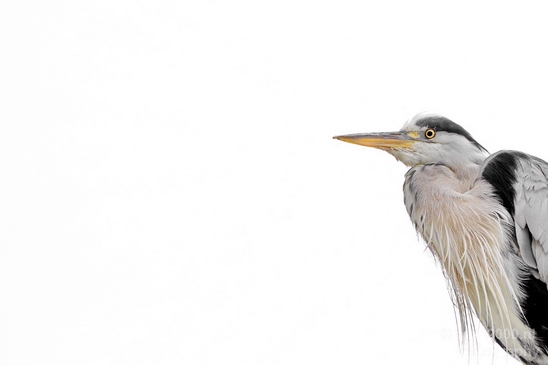 Blauwe_reiger_nature_Landscape_Photography_093_Canon_EOS_5D_Mark_IV.JPG