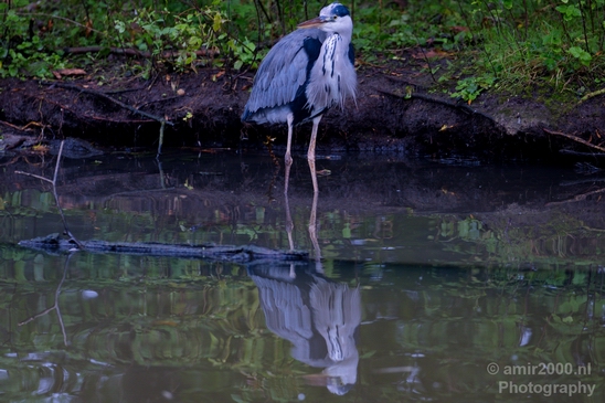 Blauwe_reiger_nature_Landscape_Photography_101_Canon_EOS_5D_Mark_IV.JPG
