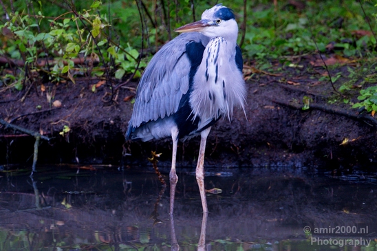 Blauwe_reiger_nature_Landscape_Photography_102_Canon_EOS_5D_Mark_IV.JPG