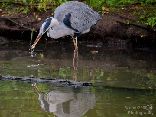 Blauwe_reiger_nature_Landscape_Photography_103_Canon_EOS_5D_Mark_IV.JPG