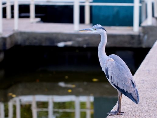 Blauwe_reiger_nature_Landscape_Photography_104_Canon_EOS_5D_Mark_IV.JPG