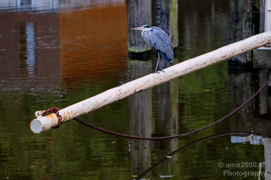 Blauwe_reiger_nature_Landscape_Photography_106_Canon_EOS_5D_Mark_IV.JPG