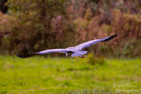 Blauwe_reiger_nature_Landscape_Photography_107_Canon_EOS_5D_Mark_IV.JPG