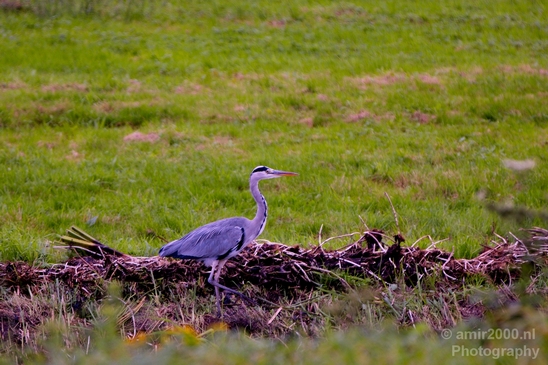 Blauwe_reiger_nature_Landscape_Photography_108_Canon_EOS_5D_Mark_IV.JPG