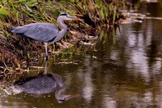 Blauwe_reiger_nature_Landscape_Photography_109_Canon_EOS_5D_Mark_IV.JPG
