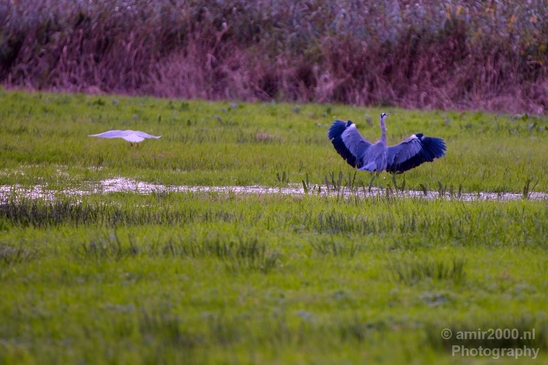 Blauwe_reiger_nature_Landscape_Photography_111_Canon_EOS_5D_Mark_IV.JPG