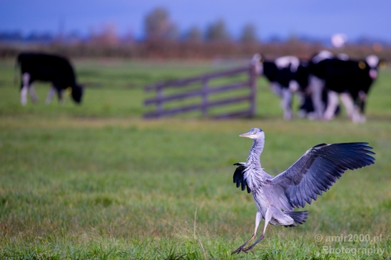 Blauwe_reiger_nature_Landscape_Photography_114_Canon_EOS_5D_Mark_IV.JPG