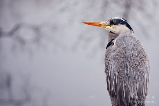 Blauwe_reiger_nature_Landscape_Photography_119_Canon_EOS_5D_Mark_IV.JPG