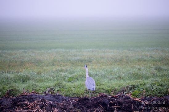 Blauwe_reiger_nature_Landscape_Photography_121_Canon_EOS_5D_Mark_IV.JPG