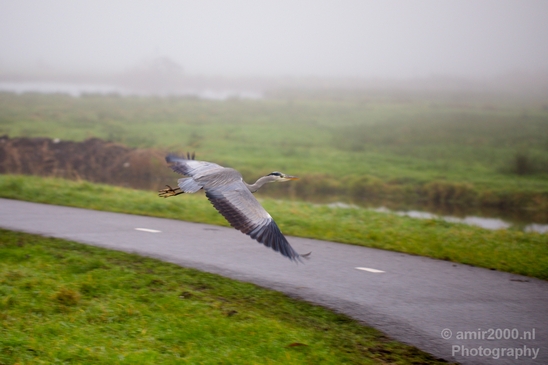 Blauwe_reiger_nature_Landscape_Photography_122_Canon_EOS_5D_Mark_IV.JPG