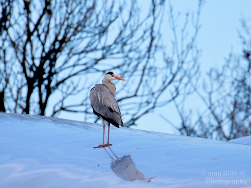 Blauwe_reiger_nature_Landscape_Photography_125_Canon_EOS_5D_Mark_IV.JPG