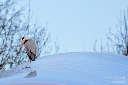 Blauwe_reiger_nature_Landscape_Photography_126_Canon_EOS_5D_Mark_IV.JPG