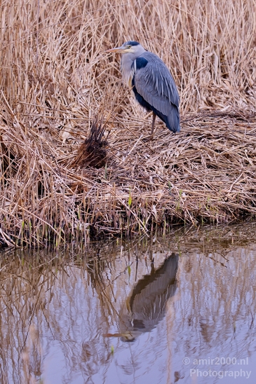 Blauwe_reiger_nature_Landscape_Photography_127_Canon_EOS_5D_Mark_IV.JPG