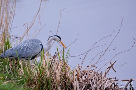 Blauwe_reiger_nature_Landscape_Photography_128_Canon_EOS_5D_Mark_IV.JPG