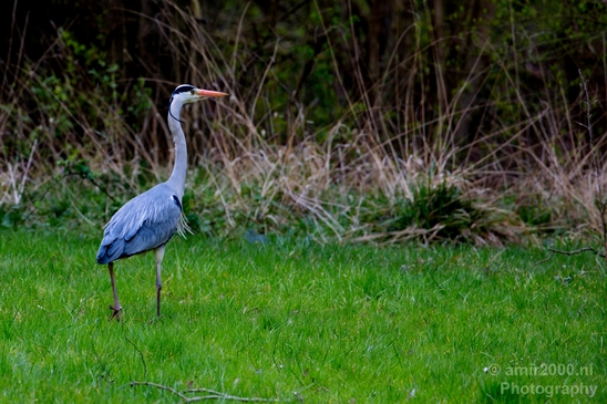 Blauwe_reiger_nature_Landscape_Photography_130_Canon_EOS_5D_Mark_IV.JPG