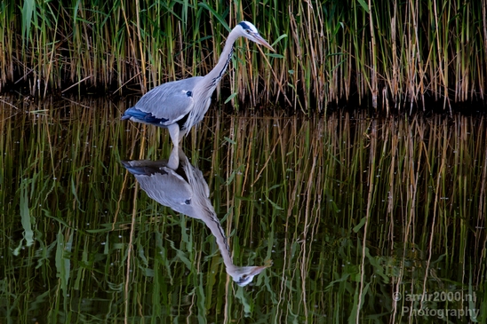 Blauwe_reiger_nature_Landscape_Photography_131_Canon_EOS_5D_Mark_IV.JPG