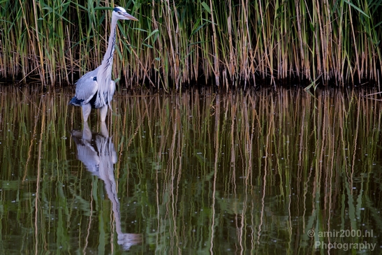 Blauwe_reiger_nature_Landscape_Photography_132_Canon_EOS_5D_Mark_IV.JPG