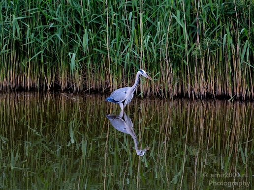 Blauwe_reiger_nature_Landscape_Photography_133_Canon_EOS_5D_Mark_IV.JPG