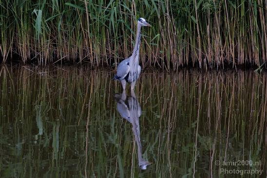 Blauwe_reiger_nature_Landscape_Photography_134_Canon_EOS_5D_Mark_IV.JPG
