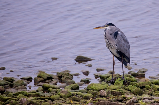 Blauwe_reiger_nature_Landscape_Photography_135_Canon_EOS_5D_Mark_IV.JPG
