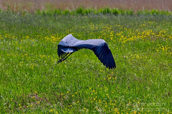 Blauwe_reiger_nature_Landscape_Photography_136_Canon_EOS_5D_Mark_IV.JPG