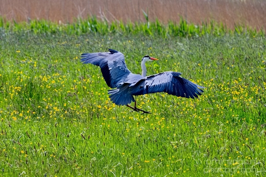 Blauwe_reiger_nature_Landscape_Photography_138_Canon_EOS_5D_Mark_IV.JPG