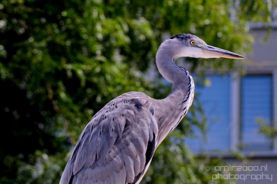 Blauwe_reiger_nature_Landscape_Photography_139_Canon_EOS_5D_Mark_IV.JPG