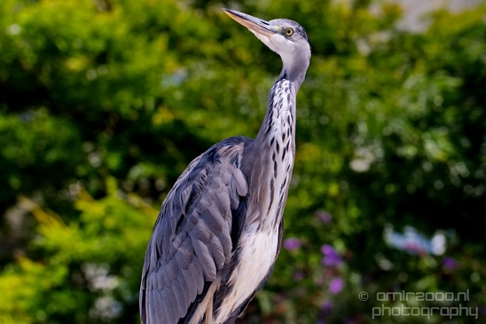 Blauwe_reiger_nature_Landscape_Photography_140_Canon_EOS_5D_Mark_IV.JPG