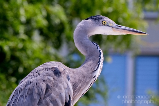Blauwe_reiger_nature_Landscape_Photography_141_Canon_EOS_5D_Mark_IV.JPG
