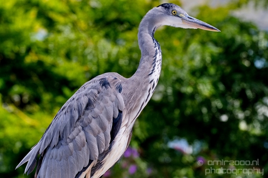 Blauwe_reiger_nature_Landscape_Photography_142_Canon_EOS_5D_Mark_IV.JPG