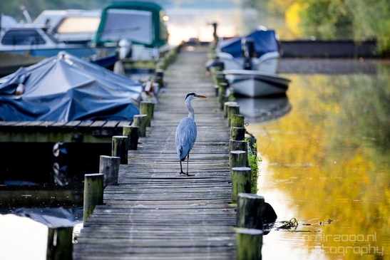Blauwe_reiger_nature_Landscape_Photography_143_Canon_EOS_5D_Mark_IV.JPG
