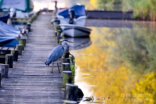 Blauwe_reiger_nature_Landscape_Photography_144_Canon_EOS_5D_Mark_IV.JPG