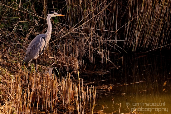 Blauwe_reiger_nature_Landscape_Photography_145_Canon_EOS_5D_Mark_IV.JPG