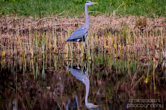 Blauwe_reiger_nature_Landscape_Photography_146_Canon_EOS_5D_Mark_IV.JPG