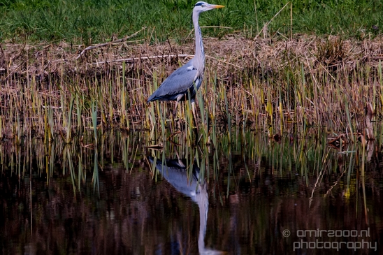 Blauwe_reiger_nature_Landscape_Photography_147_Canon_EOS_5D_Mark_IV.JPG