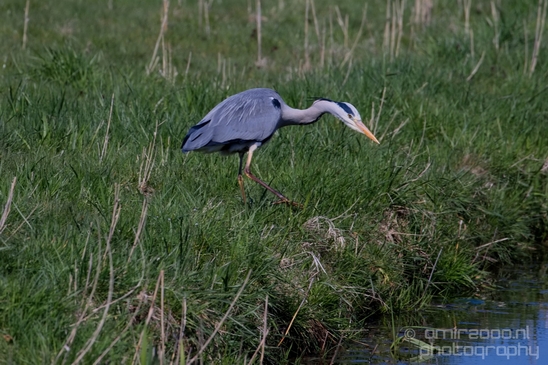 Blauwe_reiger_nature_Landscape_Photography_148_Canon_EOS_5D_Mark_IV.JPG