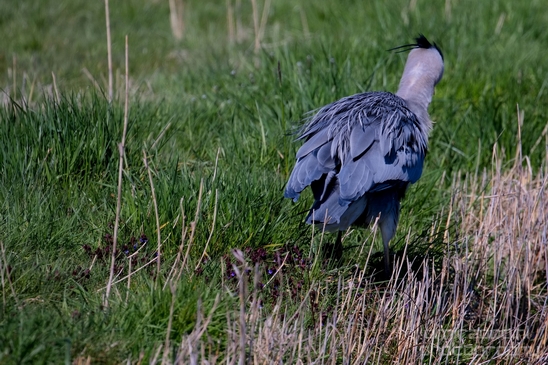 Blauwe_reiger_nature_Landscape_Photography_149_Canon_EOS_5D_Mark_IV.JPG