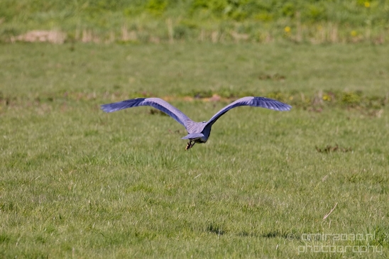 Blauwe_reiger_nature_Landscape_Photography_150_Canon_EOS_5D_Mark_IV.JPG