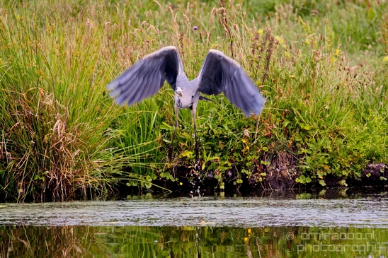 Blauwe_reiger_nature_Photography_Landscape_001_Canon_EOS_5D_Mark_IV.JPG
