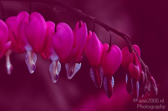 Bleeding_heart_flower_nature_Landscape_Photography_001_Canon_EOS_7D.JPG