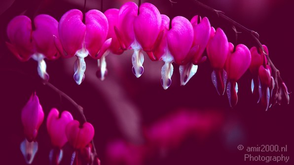 Bleeding_heart_flower_nature_Landscape_Photography_002_Canon_EOS_7D.JPG