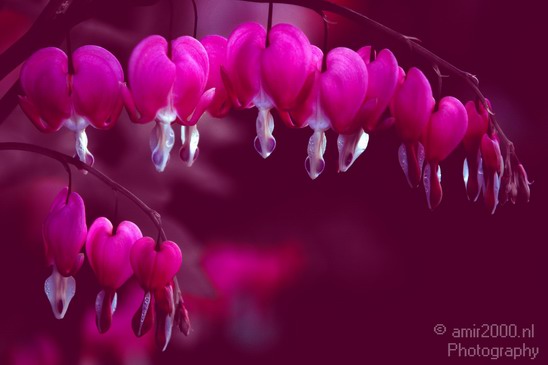 Bleeding_heart_flower_nature_Landscape_Photography_003_Canon_EOS_7D.JPG