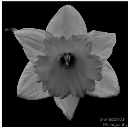 Bloem_Narcis_Nature_Landscape_Photography_001_Canon_EOS_7D.JPG