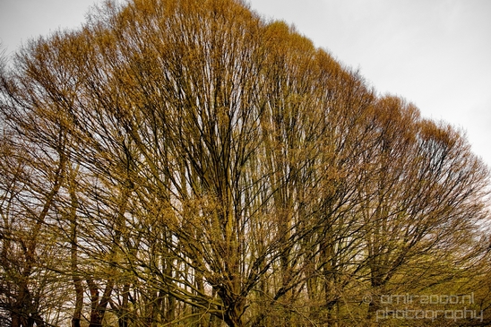 Bloesempark_spring_cherry_blossoms_Het_Amsterdamse_Bos_Dutch_nature_Amsterdam_Netherlands_Landscape_Photography_001_Canon_EOS_5D_Mark_IV.JPG
