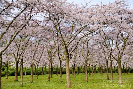Bloesempark_spring_cherry_blossoms_Het_Amsterdamse_Bos_Dutch_nature_Amsterdam_Netherlands_Landscape_Photography_005_Canon_EOS_5D_Mark_IV.JPG