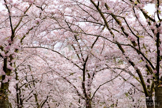 Bloesempark_spring_cherry_blossoms_Het_Amsterdamse_Bos_Dutch_nature_Amsterdam_Netherlands_Landscape_Photography_006_Canon_EOS_5D_Mark_IV.JPG