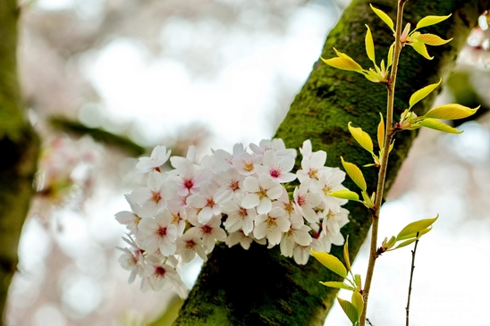 Bloesempark_spring_cherry_blossoms_Het_Amsterdamse_Bos_Dutch_nature_Amsterdam_Netherlands_Landscape_Photography_007_Canon_EOS_5D_Mark_IV.JPG