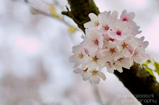 Bloesempark_spring_cherry_blossoms_Het_Amsterdamse_Bos_Dutch_nature_Amsterdam_Netherlands_Landscape_Photography_009_Canon_EOS_5D_Mark_IV.JPG